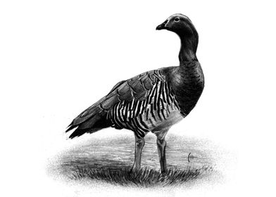 Ashy headed Goose