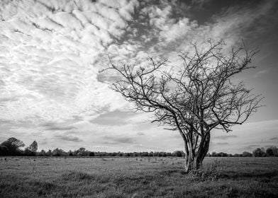 English Landscape