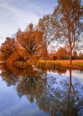 Autumn Trees