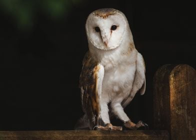 Barn Owl