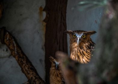 Owl