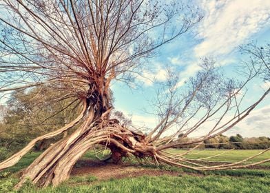 English Landscape