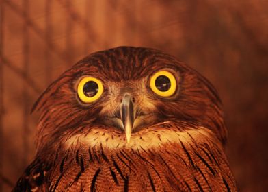 Brown Owl