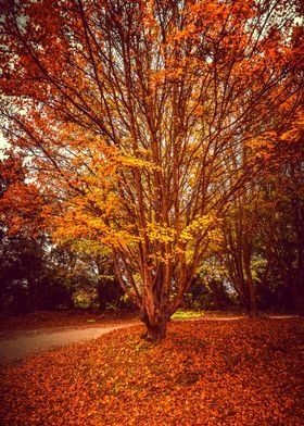 Autumn Tree