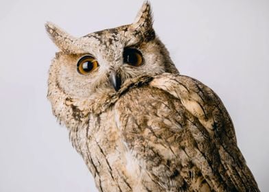 Owl