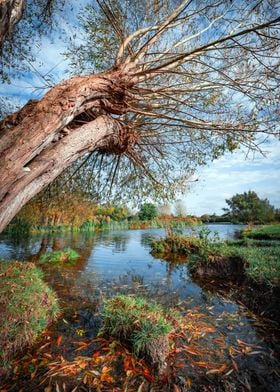 Autumn Trees