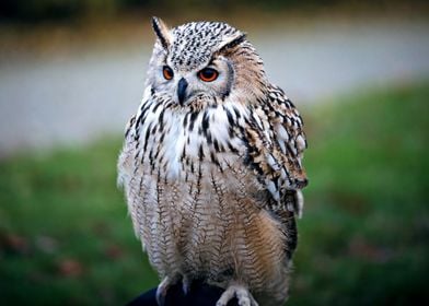 Brown and White Owl