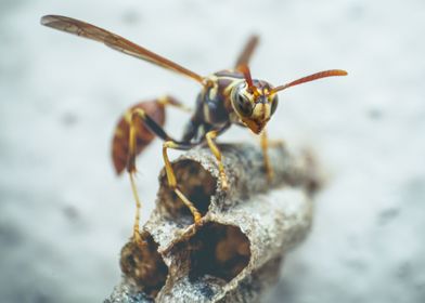 Wasp