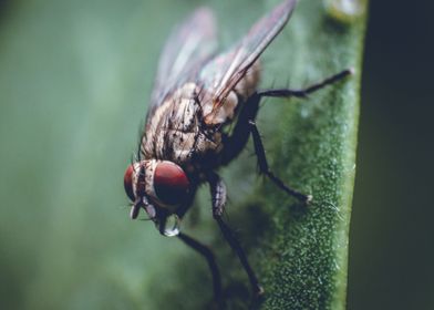 Thirsty Fly