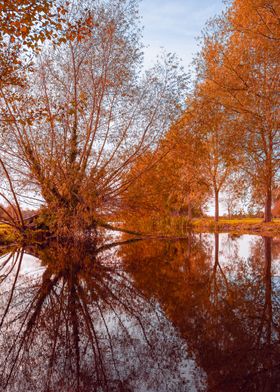 Autumn Trees