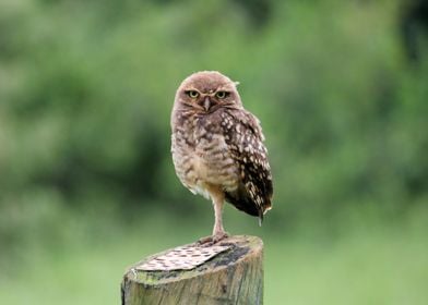 Little Owl