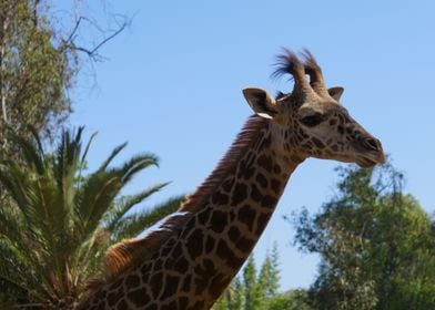 Giraffe 