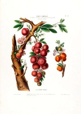 La Cerise Creole Botanical