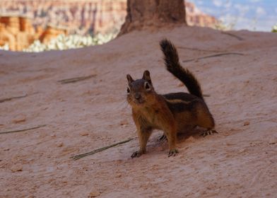 Chipmunk 2