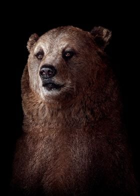 wild Bear poster 