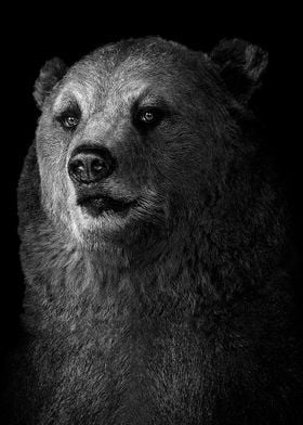 wild black Bear poster