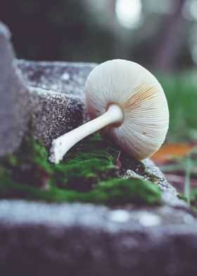 Mossy Mushroom