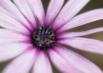 African Daisy