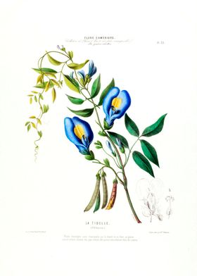 La Tibelle Botanical