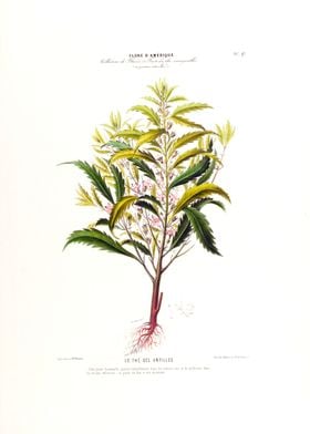 Des Antilles Botanical 