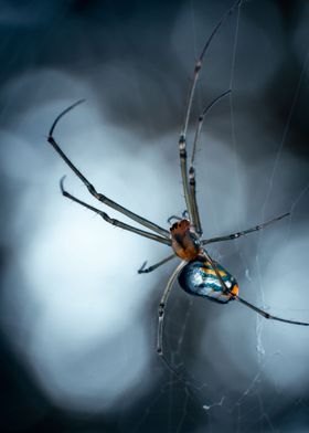 Glassy Spider