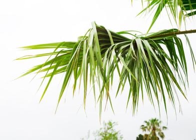 Background of palm leaves