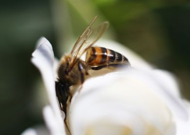 Side Shot Of A Bee