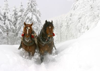 Beautiful Horses