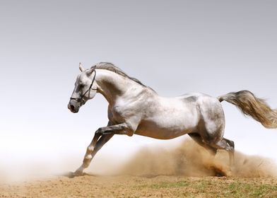 Beautiful Horses