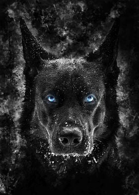 Black Wolf with blue eyes