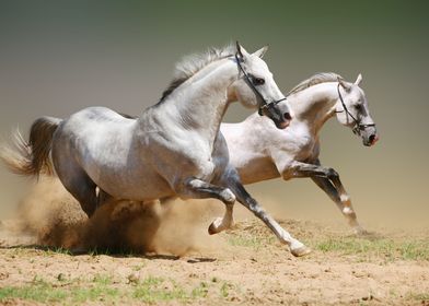 Beautiful Horses