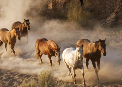 Beautiful Horses