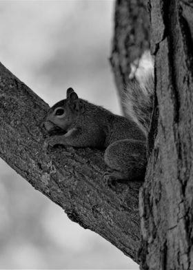 Squirrel in a tree