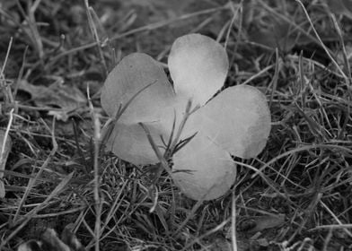 Lei flower in monochrome