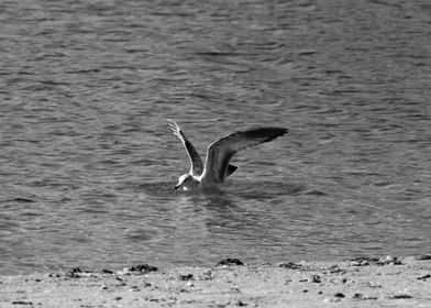 Seagull in monochrome