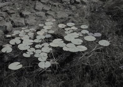 Lilypads in monochrome