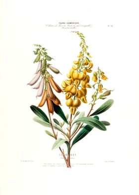 Le Jouet Yellow Botanical