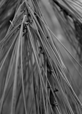 Pine tree in monochrome