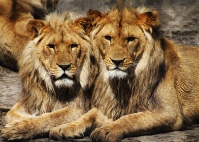 Two Male Lion