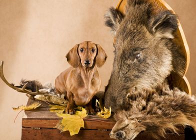 Dachshund  Pomeranian Spi