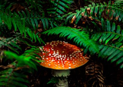 Giant Mushroom