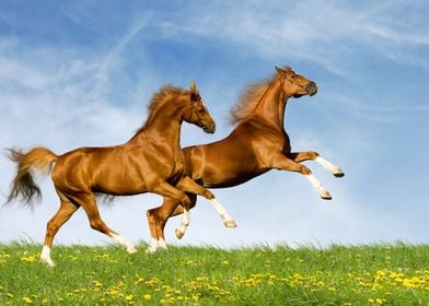 Beautiful Horses