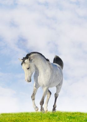 Beautiful Horses