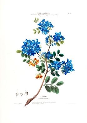 Le Gayae Blue Botanical