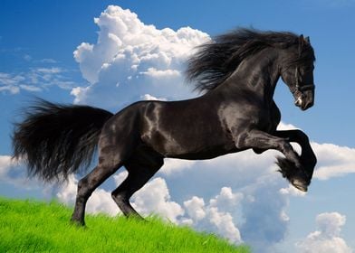 Beautiful Horses