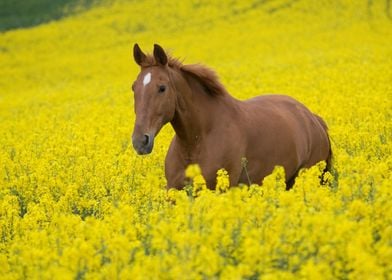 Beautiful Horses