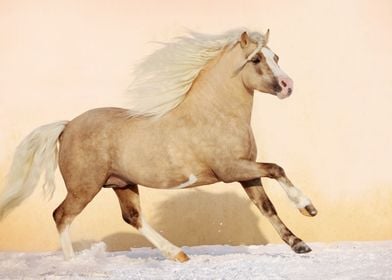 Beautiful Horses