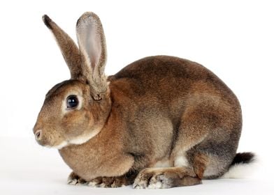 Brown Bunny 