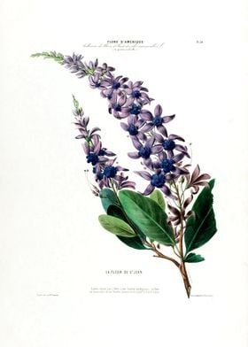 La Fleur De St Jean Botani