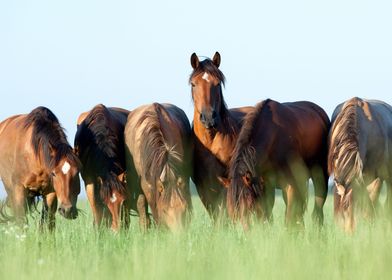 Beautiful Horses